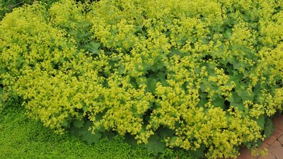 Aslan pençesi bitkisi faydaları