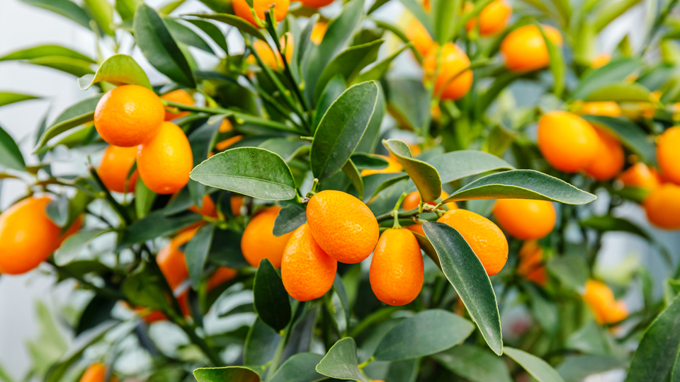 Kamkat meyvesinin bilinmeyen faydaları