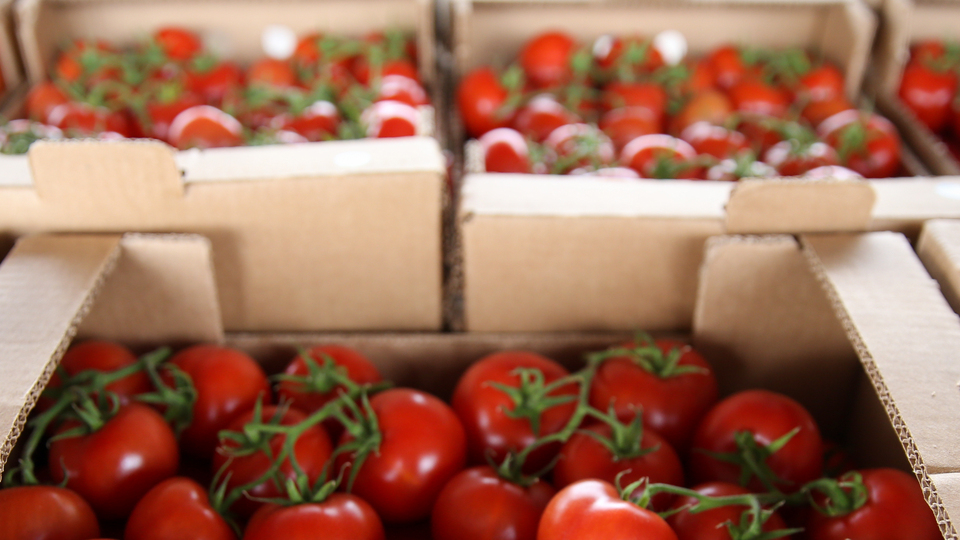 Rusya'ya sebze meyve ihracatında nakliye sorunu