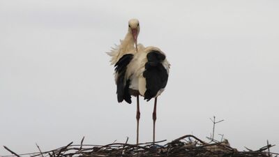 'Leylek Köyü' yuvalarında bahar temizliği