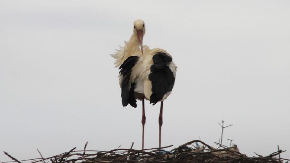 'Leylek Köyü' yuvalarında bahar temizliği
