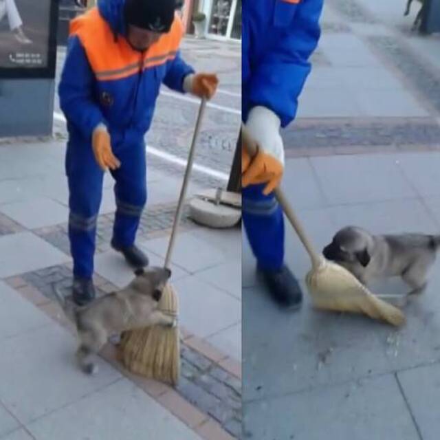 Süpürgeyle oynayan köpek yavrusu gülümsetti