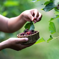 Dut yemenin faydaları