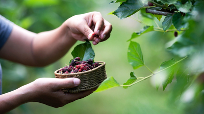 Dut yemenin faydaları