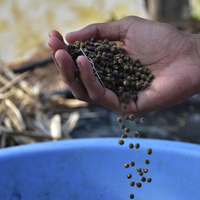 Bamya tohumunun faydaları