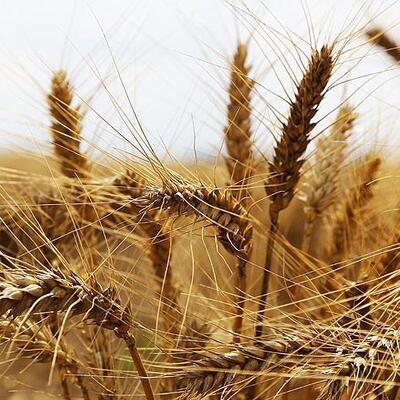 BM: Rusya-Ukrayna savaş gıda krizine neden olabilir