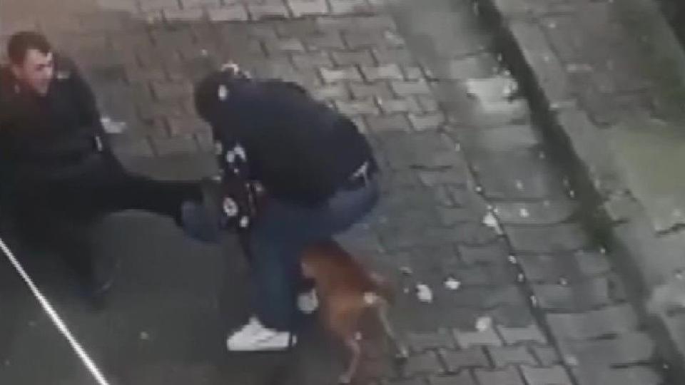 Ağızlığı olmayan Pitbull dehşet saçtı