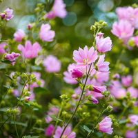 Hatmi çiçeği faydaları