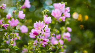 Hatmi çiçeği faydaları