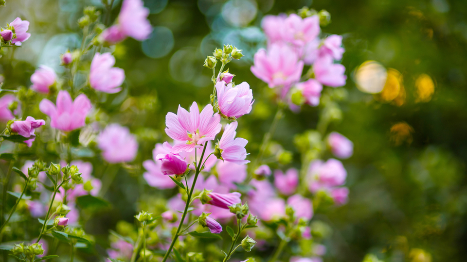 Hatmi çiçeği faydaları