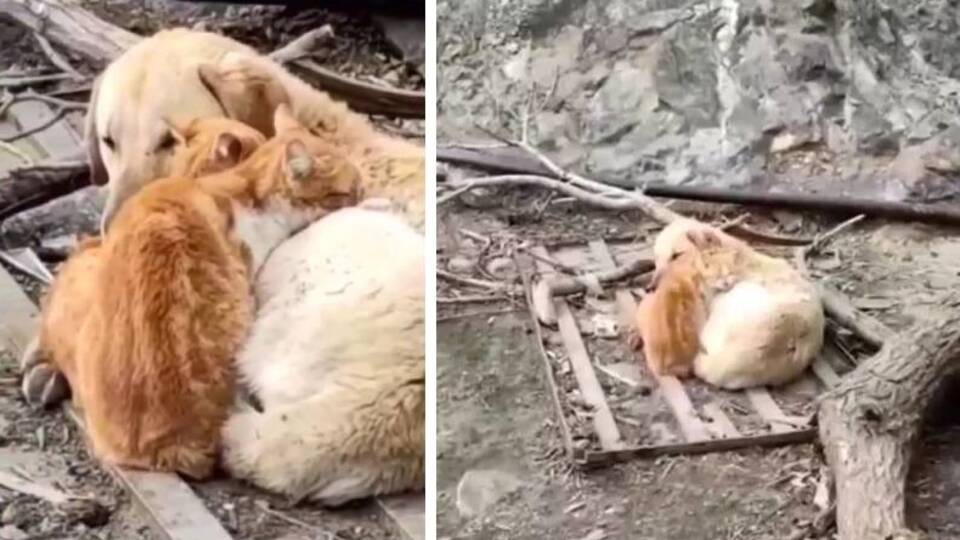 Gülümseten anlar! Soğukta böyle ısındılar...