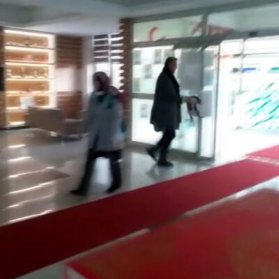 Kediye tekme attığı iddia edilen müdüre soruşturma