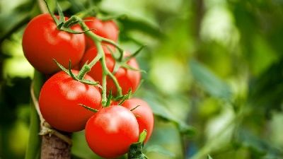 Domatesin faydaları