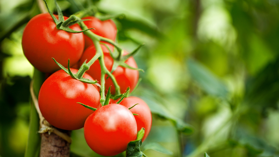 Domatesin faydaları