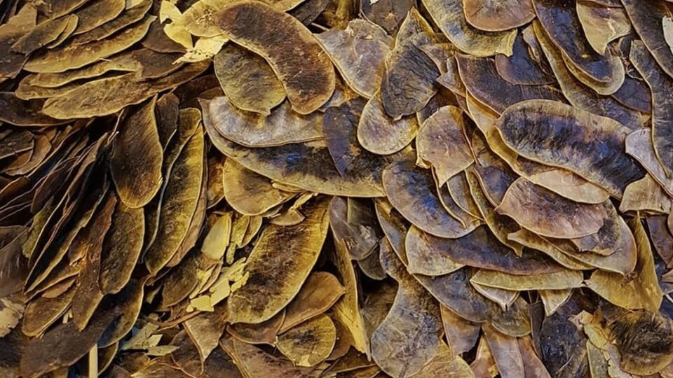 Açlık otunun faydaları