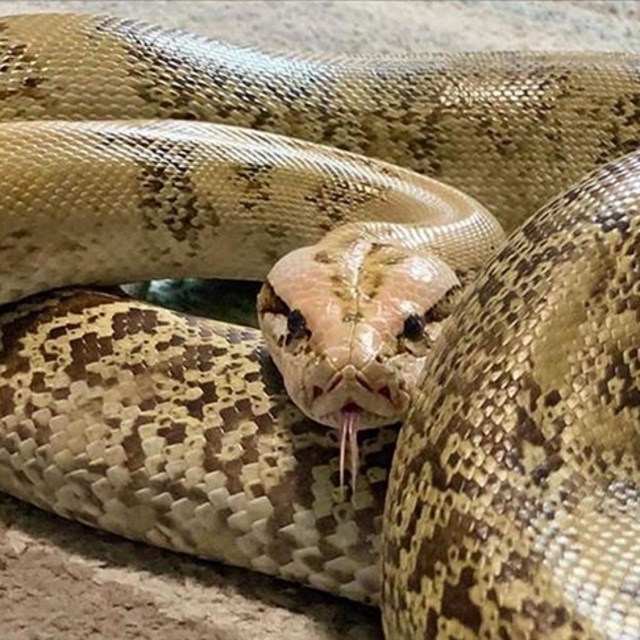 Nefessiz kalmadan avlarını böyle boğuyorlar!