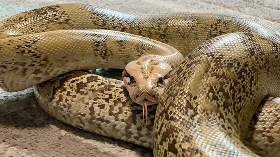 Nefessiz kalmadan avlarını böyle boğuyorlar!