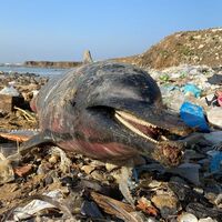 1 ayda 80 yunus! Kıyıya vurdu