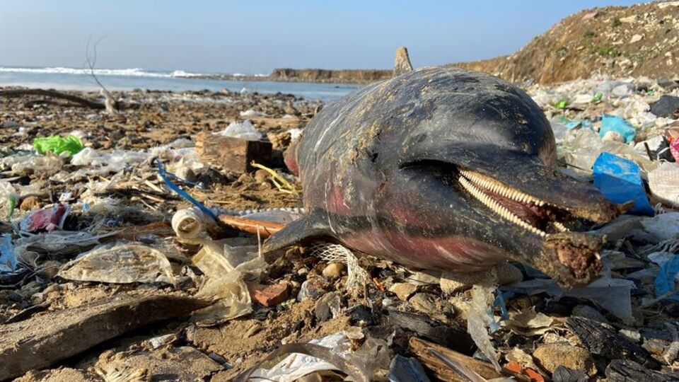 1 ayda 80 yunus! Kıyıya vurdu