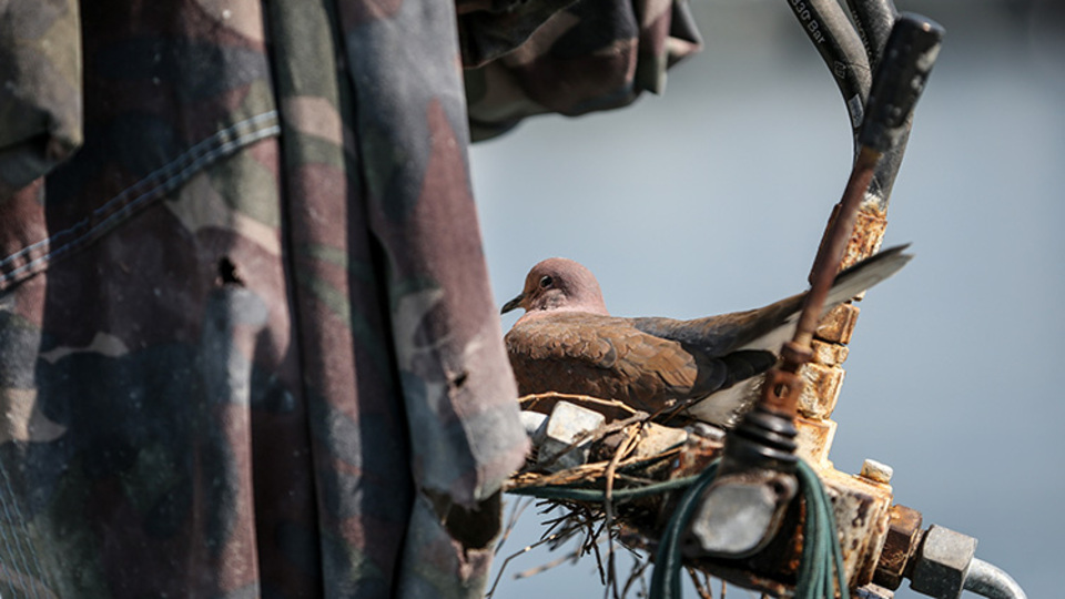 Kumru için teknesini hareket ettirmiyor