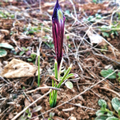 Dünyada sadece o ilimizde yetişiyor! Heyecan yarattı