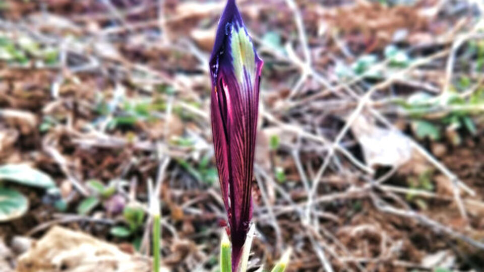 Dünyada sadece o ilimizde yetişiyor! Heyecan yarattı