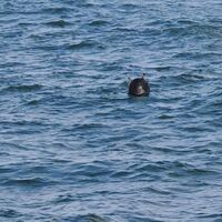 İğneada açıklarında imha edildi! Boğaz'da 2. Kâbus!