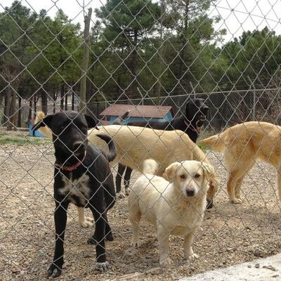 Barınaktaki köpekler açlıktan birbirini parçaladı iddiası