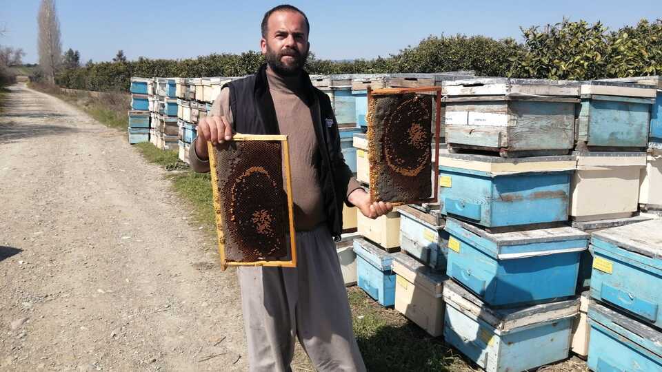 Adana'da korkutan arı ölümleri!