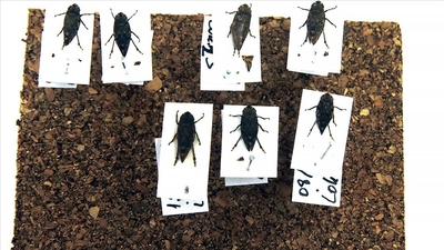 Sinop'ta iki böcek türü keşfedildi