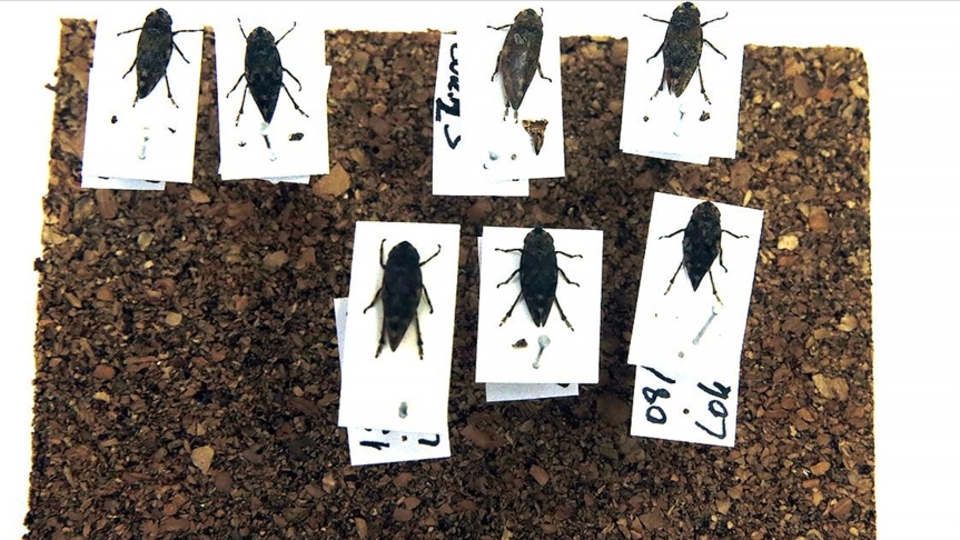 Sinop'ta iki böcek türü keşfedildi