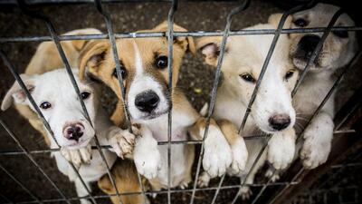 Elazığ'daki barınak dehşetinde karar açıklandı!