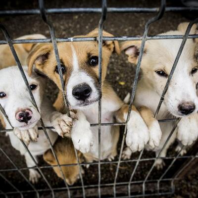 Elazığ'daki barınak dehşetinde karar açıklandı!