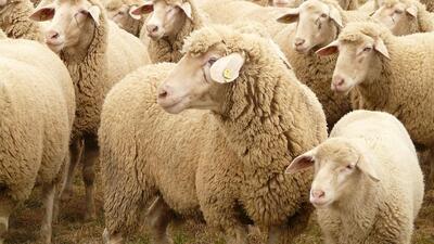 Ticaret Bakanlığı'ndan Kılıçdaroğlu'na küçükbaş cevabı