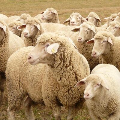 Ticaret Bakanlığı'ndan Kılıçdaroğlu'na küçükbaş cevabı