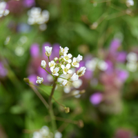 Çobançantası otunun faydaları