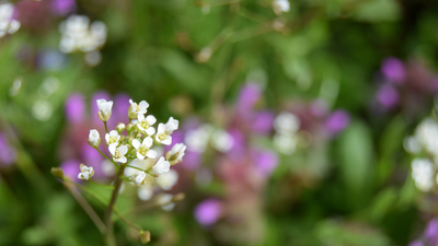 Çobançantası otunun faydaları