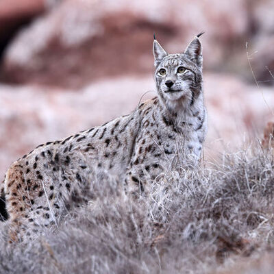 Doğal ortamında çok yakından görüntülendi