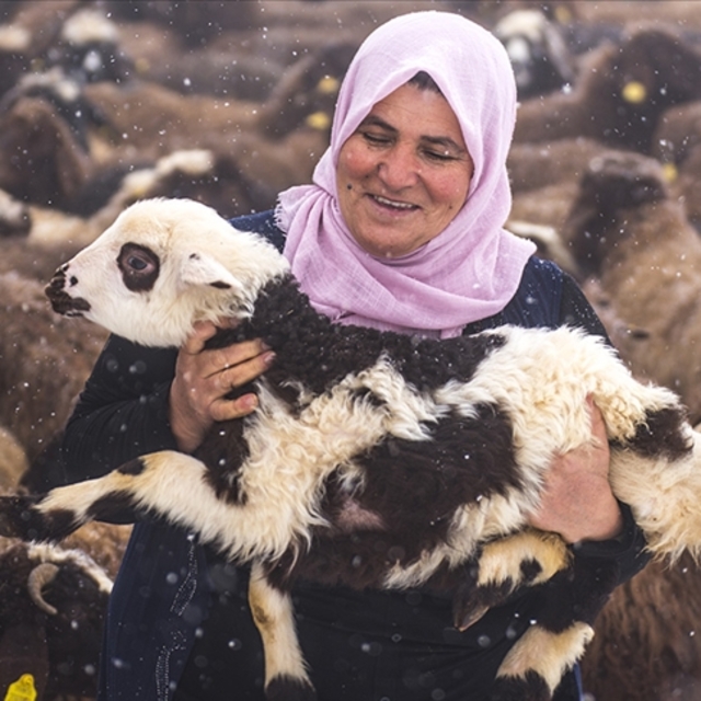 Zorlu kışın ardından