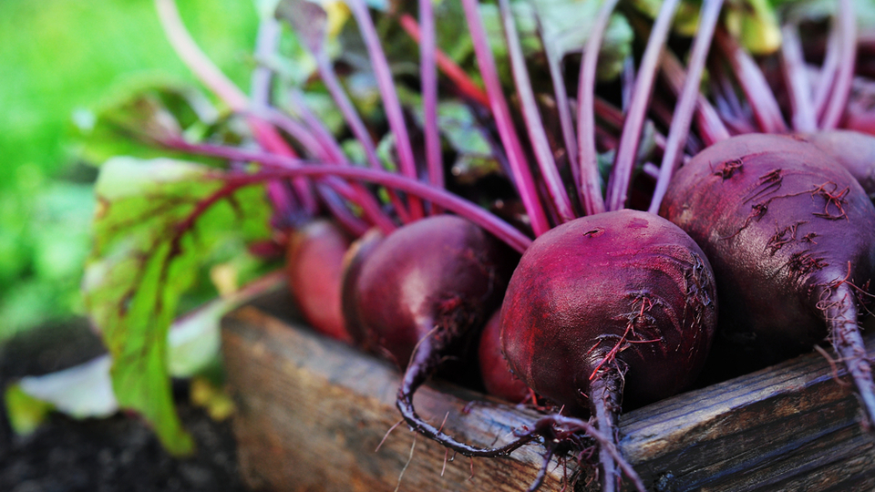 Kırmızı pancarın bilinmeyen faydaları