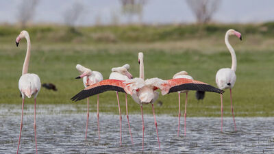 Tuz Gölü'nün misafirleri gelmeye başladı