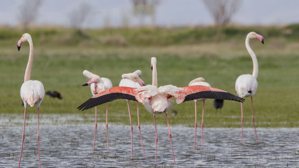 Tuz Gölü'nün misafirleri gelmeye başladı