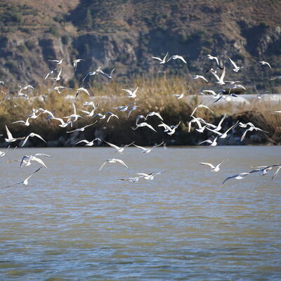 Birer birer uçuyorlar! Yüzde 50 azaldı