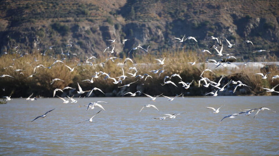 Birer birer uçuyorlar! Yüzde 50 azaldı