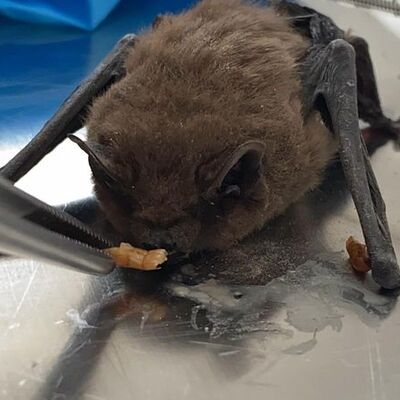 Yaşlı çiftin evine girdi... Koruma altına alındı