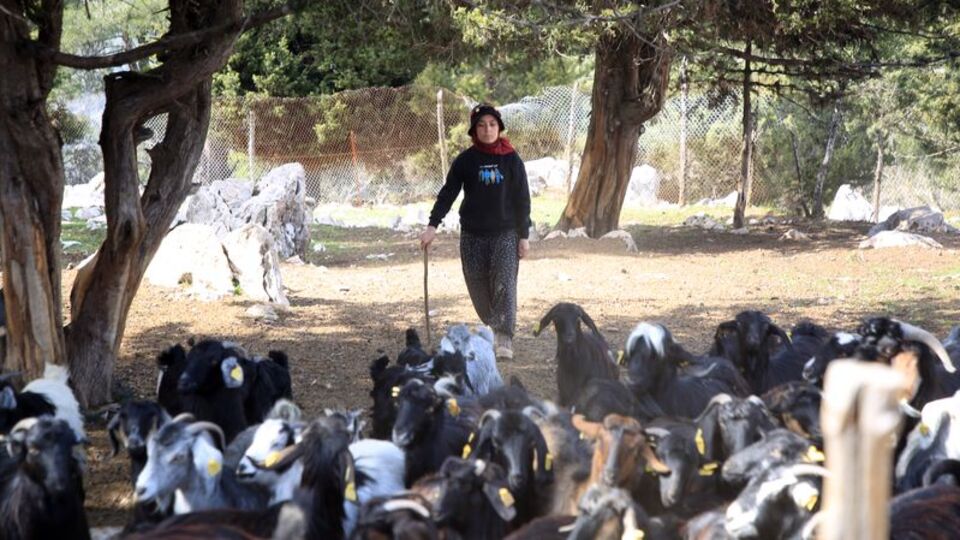 Yörük kızı şehir yaşamını bırakıp hayvancılığa başladı