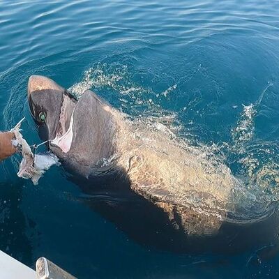 Boyu: 3.5 metre! Ağırlık: Yarım ton! Yer: Çanakkale! Korkutan av!