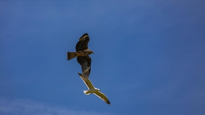 Yırtıcı kuşlara ev sahipliği yapıyor