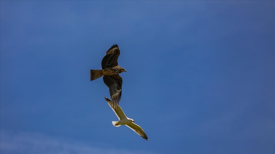 Yırtıcı kuşlara ev sahipliği yapıyor