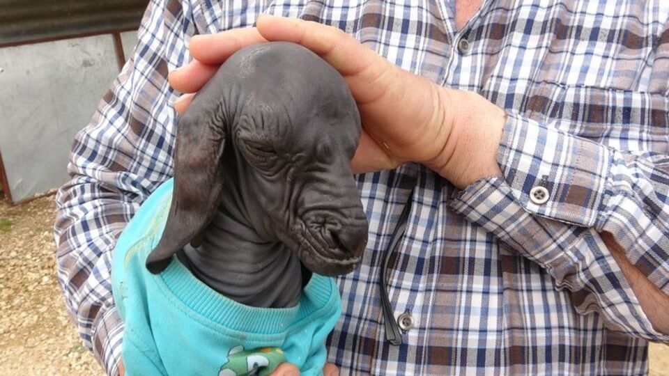 Görüntüsüyle herkesi şaşırtmıştı... Nedeni açıklandı